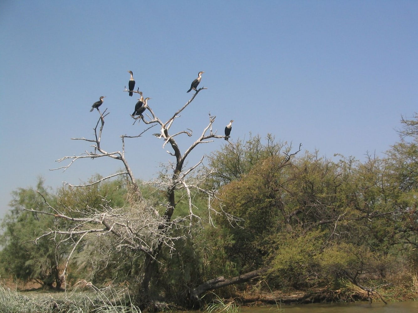 Djoudj or Barbary Cape: Birds and Waterways Route Images