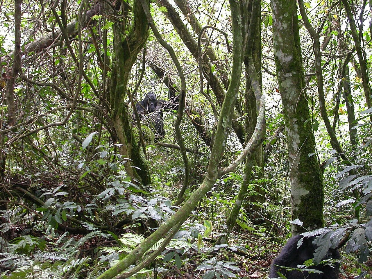 Bwindi Gorilla Tracking