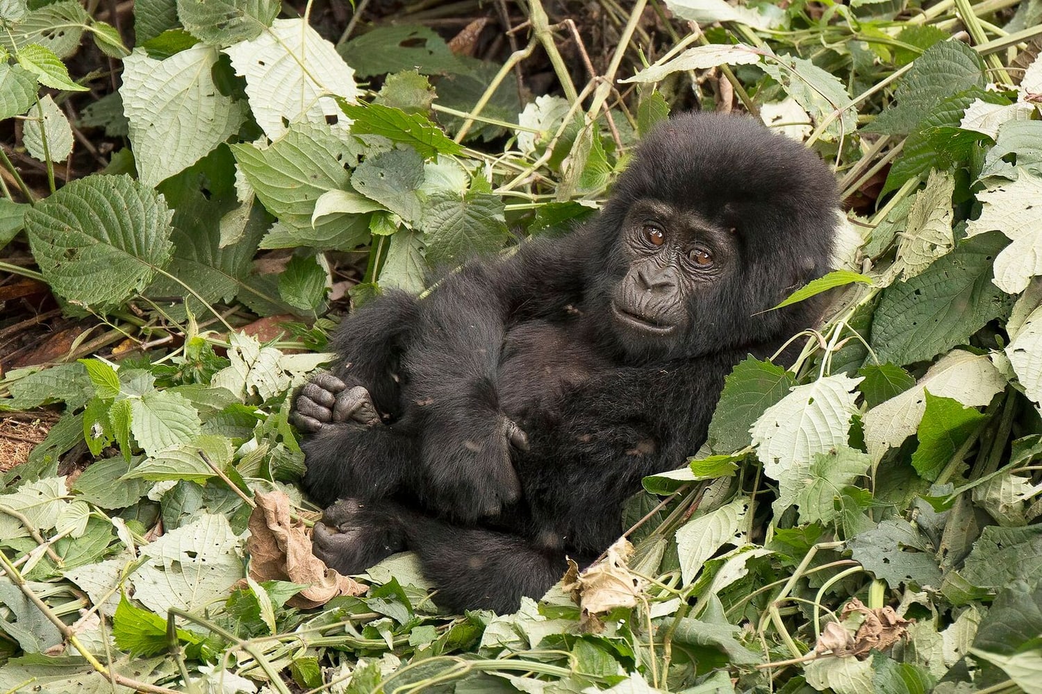 Ishasha to Bwindi: The night before the Gorilla Forest route image