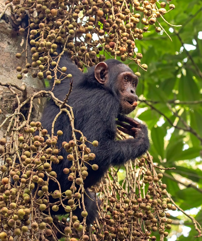 Kibale or Queen Elizabeth National Park: Chimpanzees and the Equator Line route image