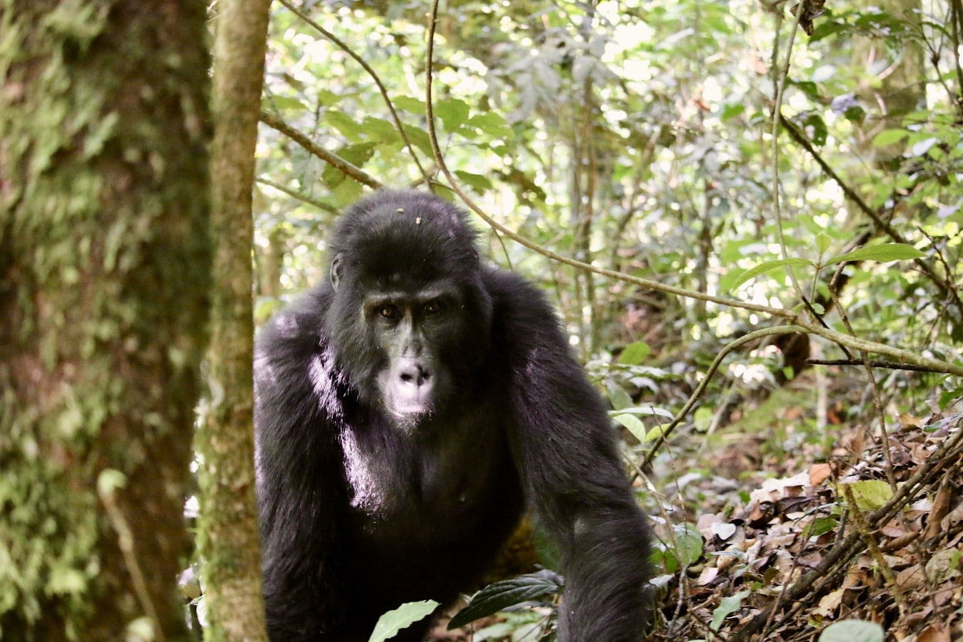 Bwindi Gorilla Tracking, then return journey route image