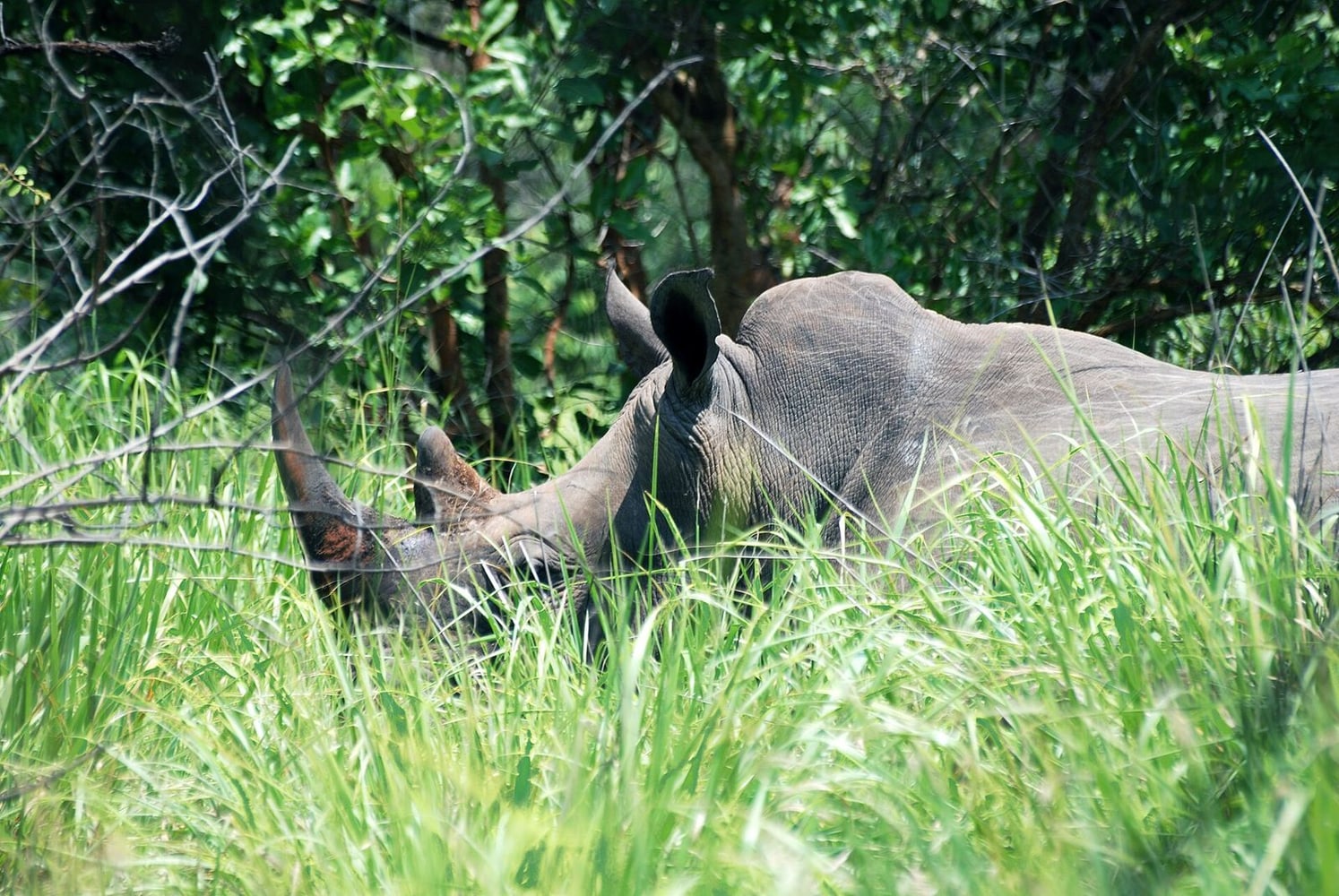 To Murchison Falls: Rhinos and Waterfalls route image